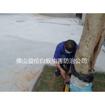 三洲村小区装白蚁诱杀箱