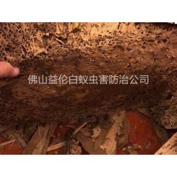 富湾工业区挖出白蚁巢