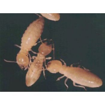 家居灭治白蚁