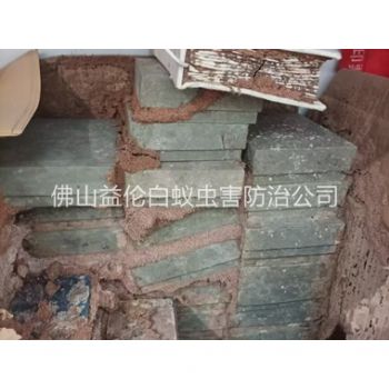 富湾防治白蚁危害工程